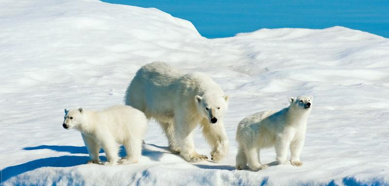 Image of polar bears on ice