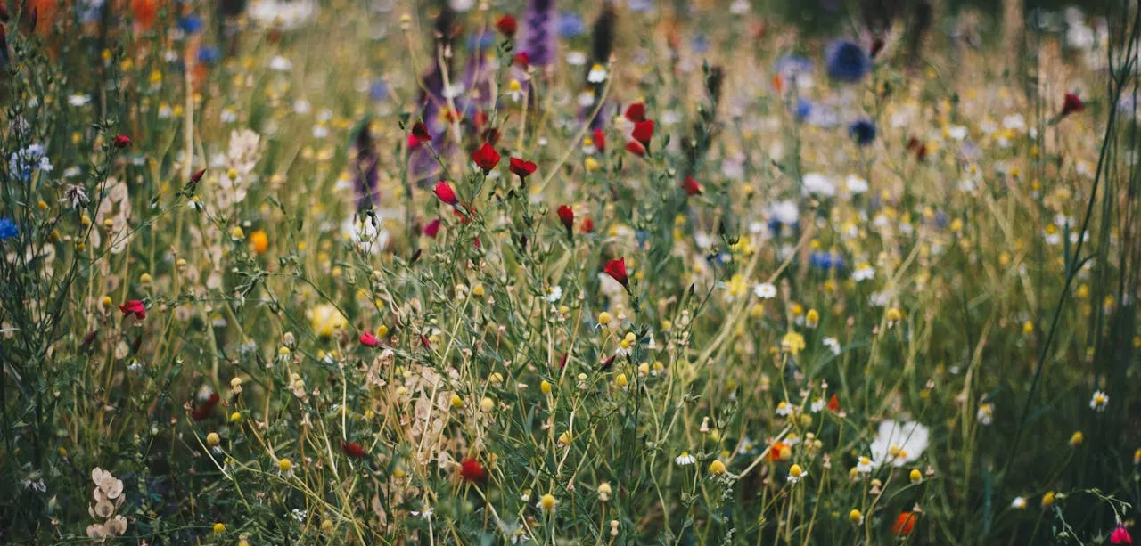 Sustainability - Greening - Wild Flowers