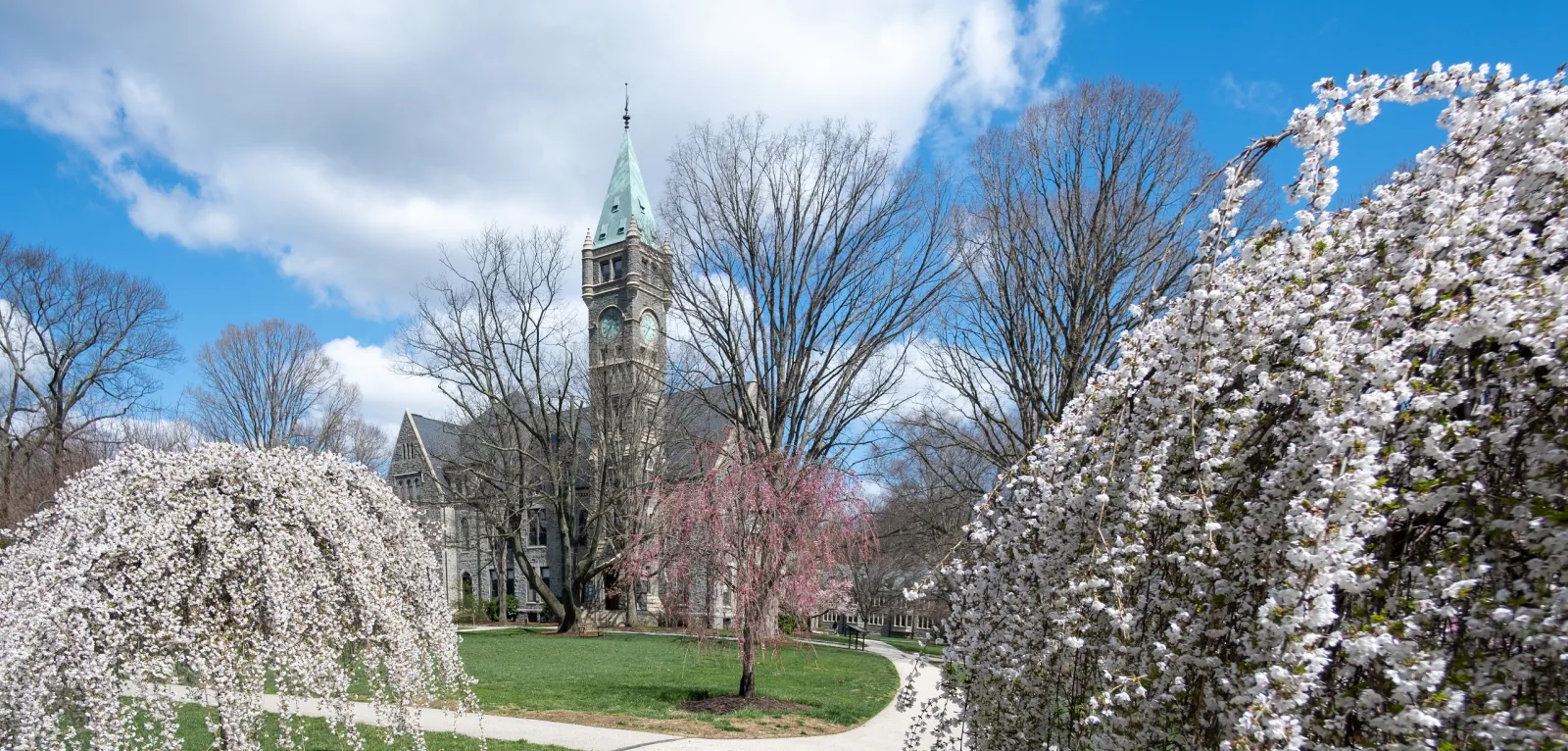 Taylor Hall Cherry Blossoms