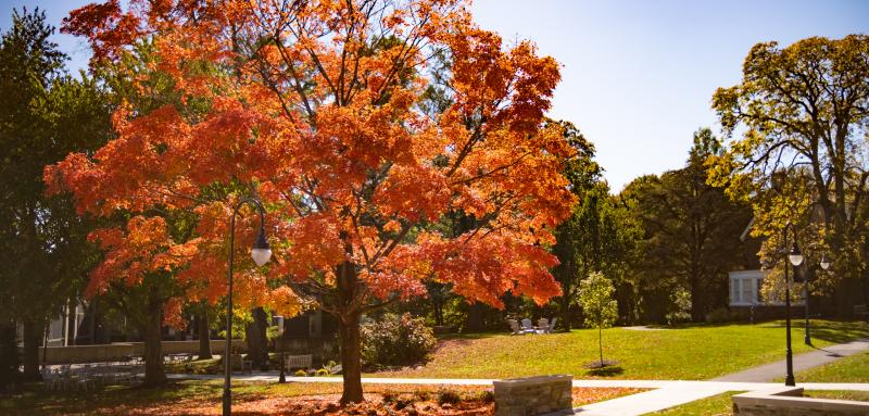 Orange tree on campus