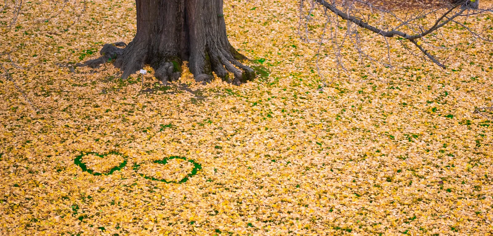 Fallen leaves and two hearts