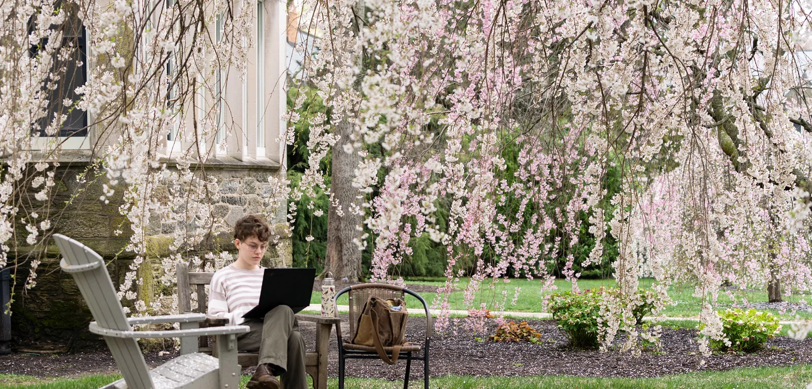 Student sitting under the cherry blossoms