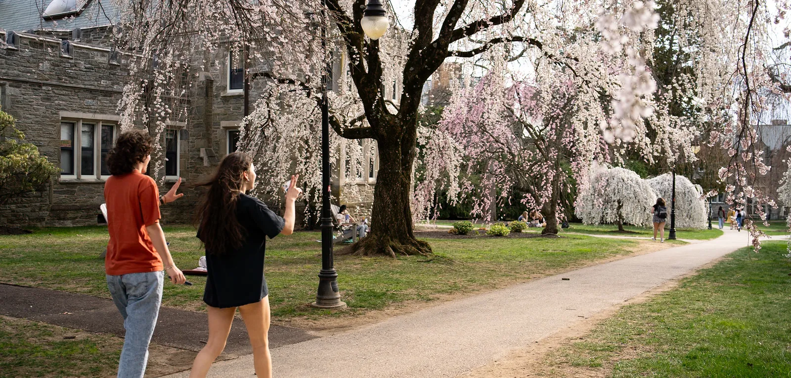 Two students walking among the cherry blossoms