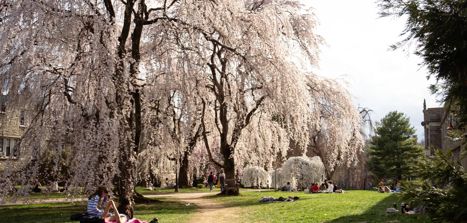April 2025 Cherry Blossoms