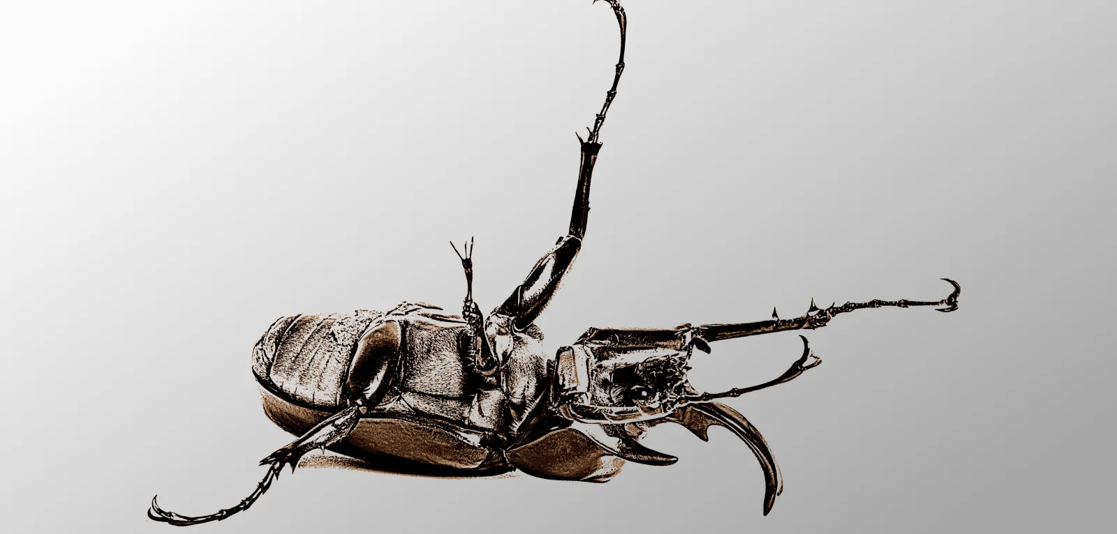 Metamorphosis Placeholder