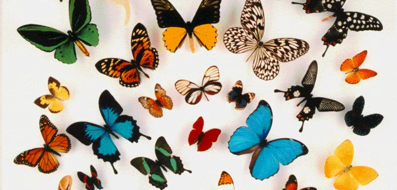 butterflies