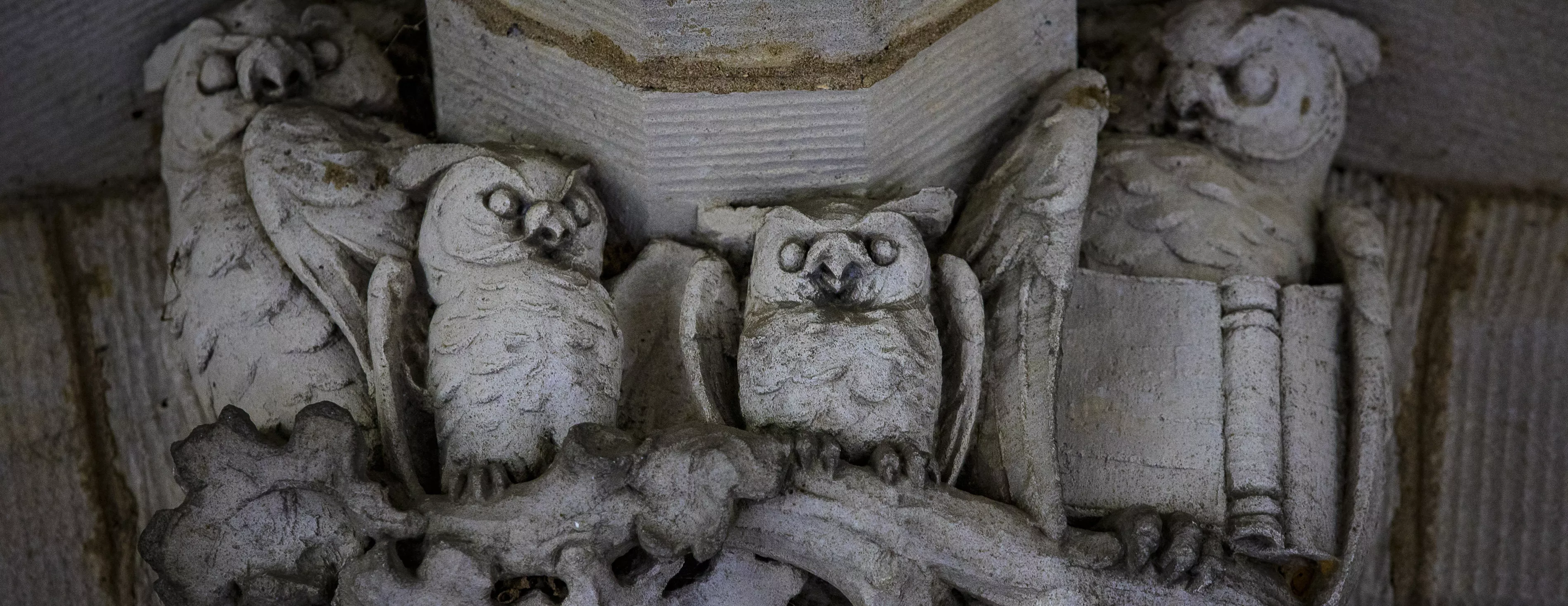 owls