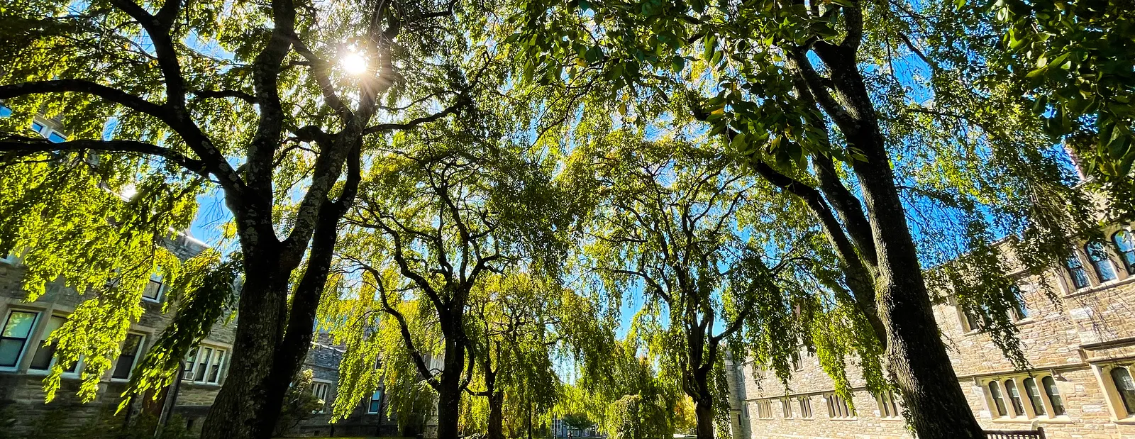 Campus Trees