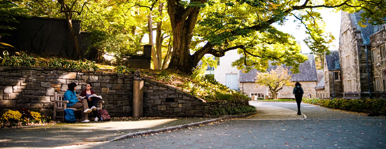 Trees and a bicycle