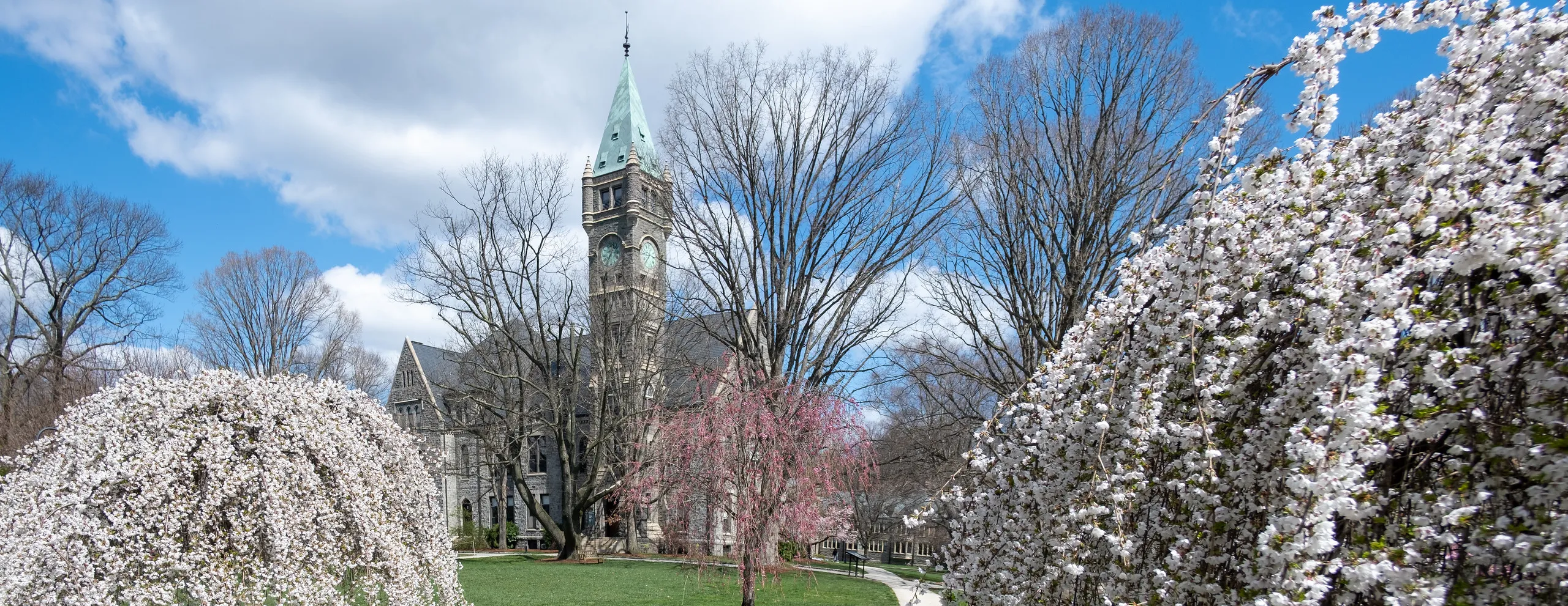 Taylor Hall Cherry Blossoms
