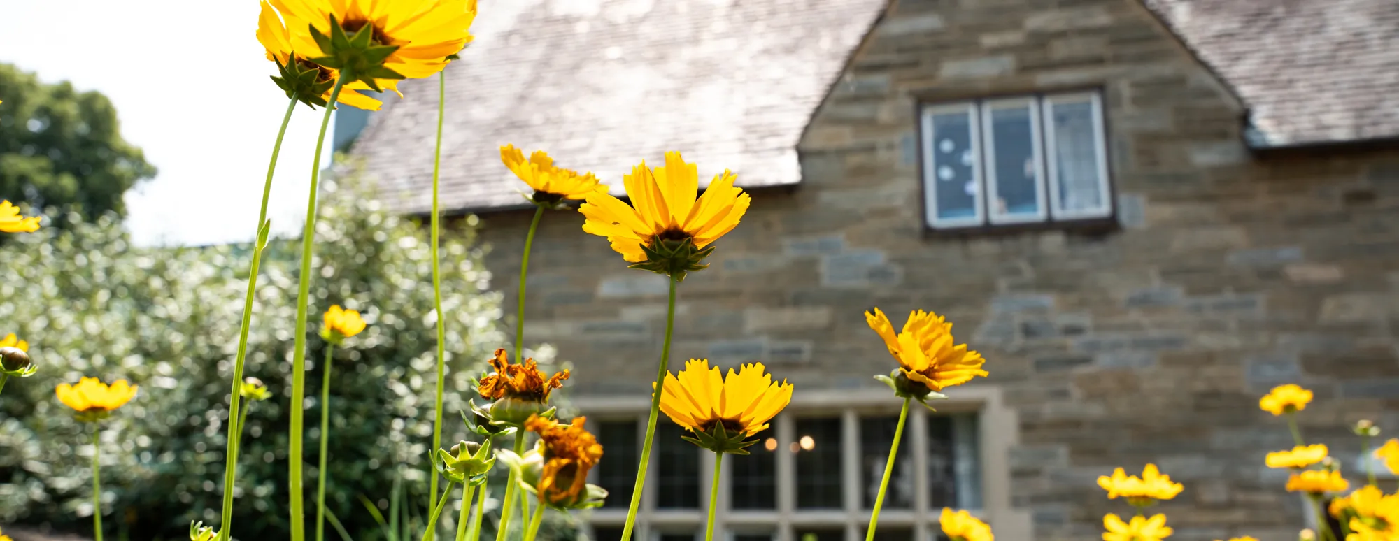 Flowers in front of Goodhart