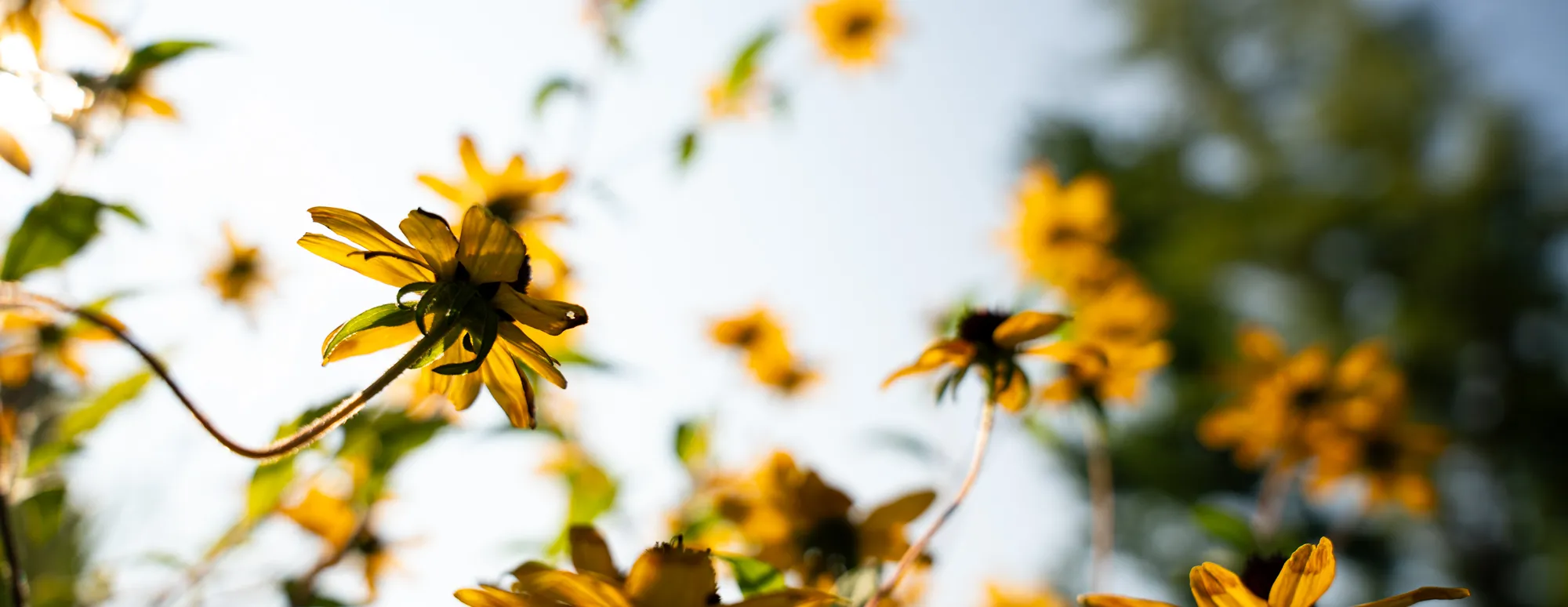 golden flowers two