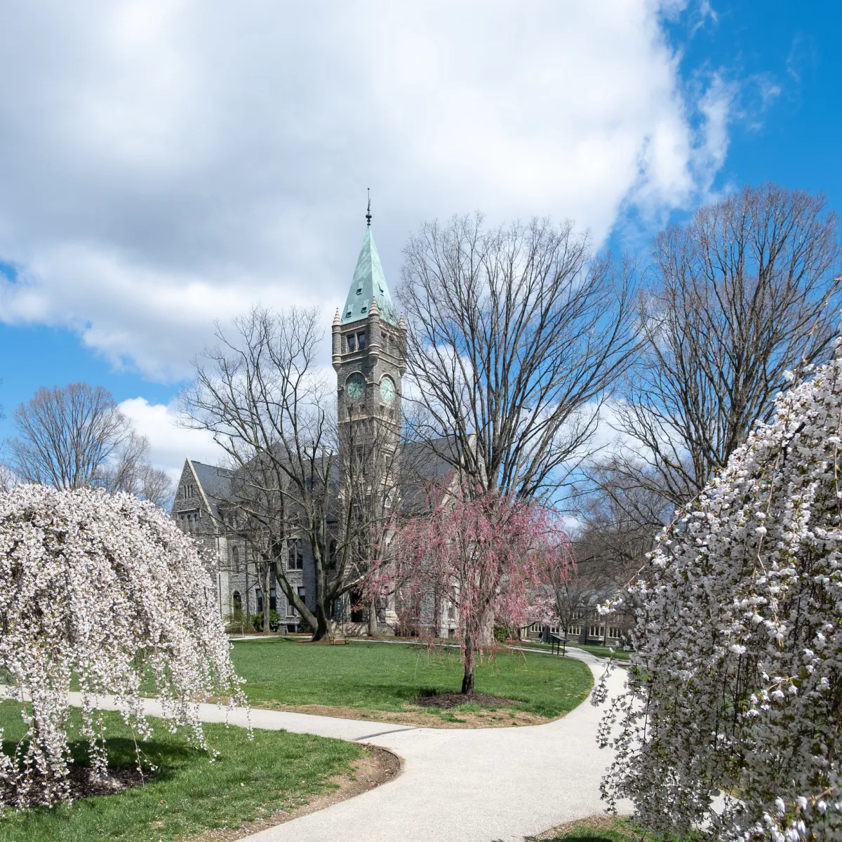 Taylor Hall Cherry Blossoms