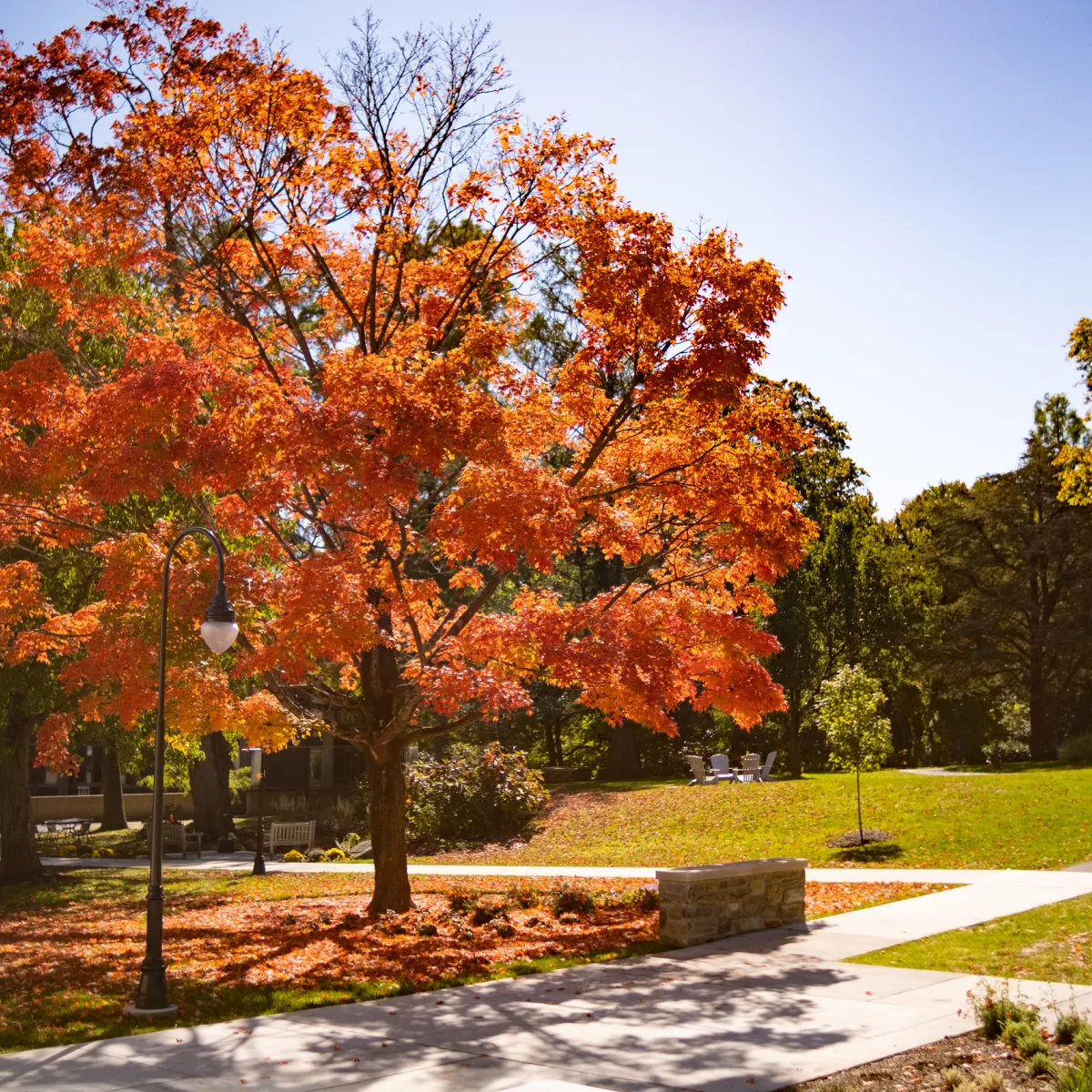 Orange tree on campus