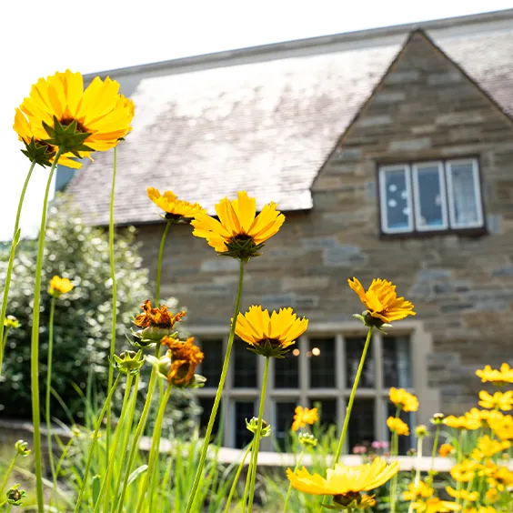 Yellow flowers in front of campus building