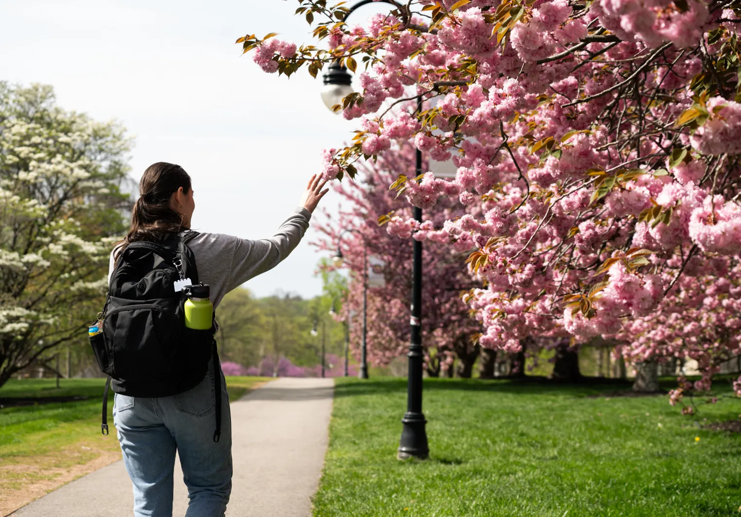 Student & the apple blossoms
