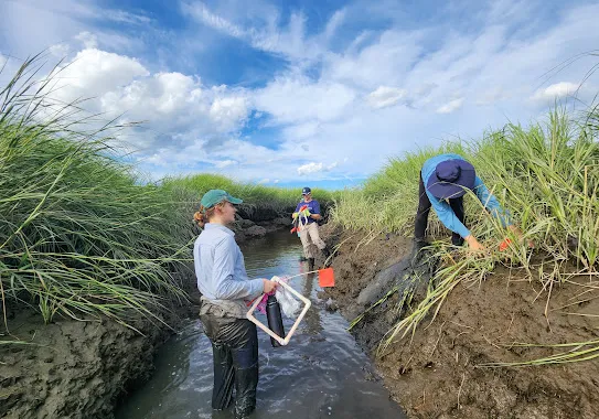 students doing field work in a marsh