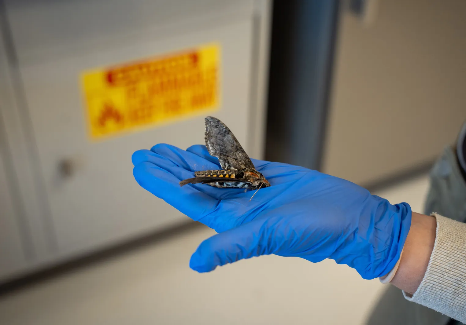 A biology researcher holds a moth
