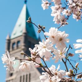Flowers on a branch with Taylor Hall tower in the background