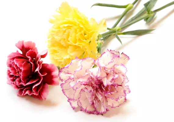 Carnations