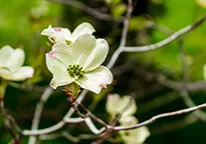 Dogwood