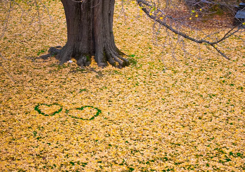 Hearts traced in yellow Gingko leaves on campus