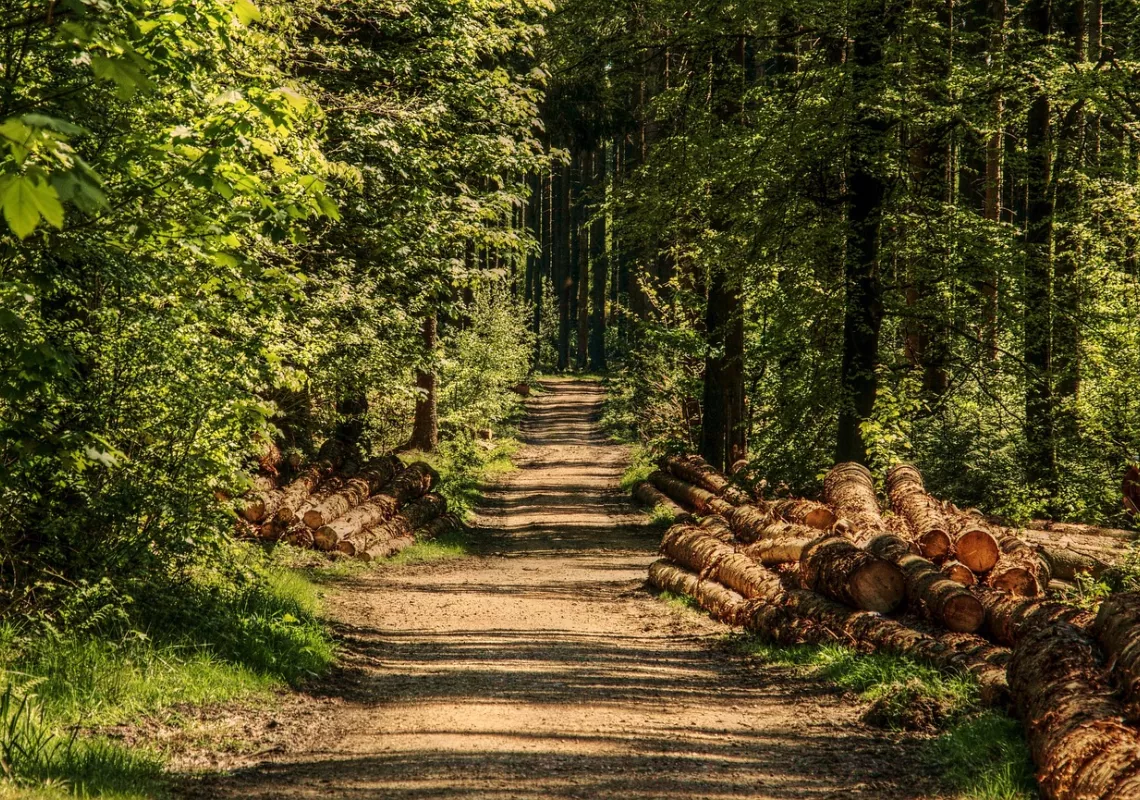 Path through woods