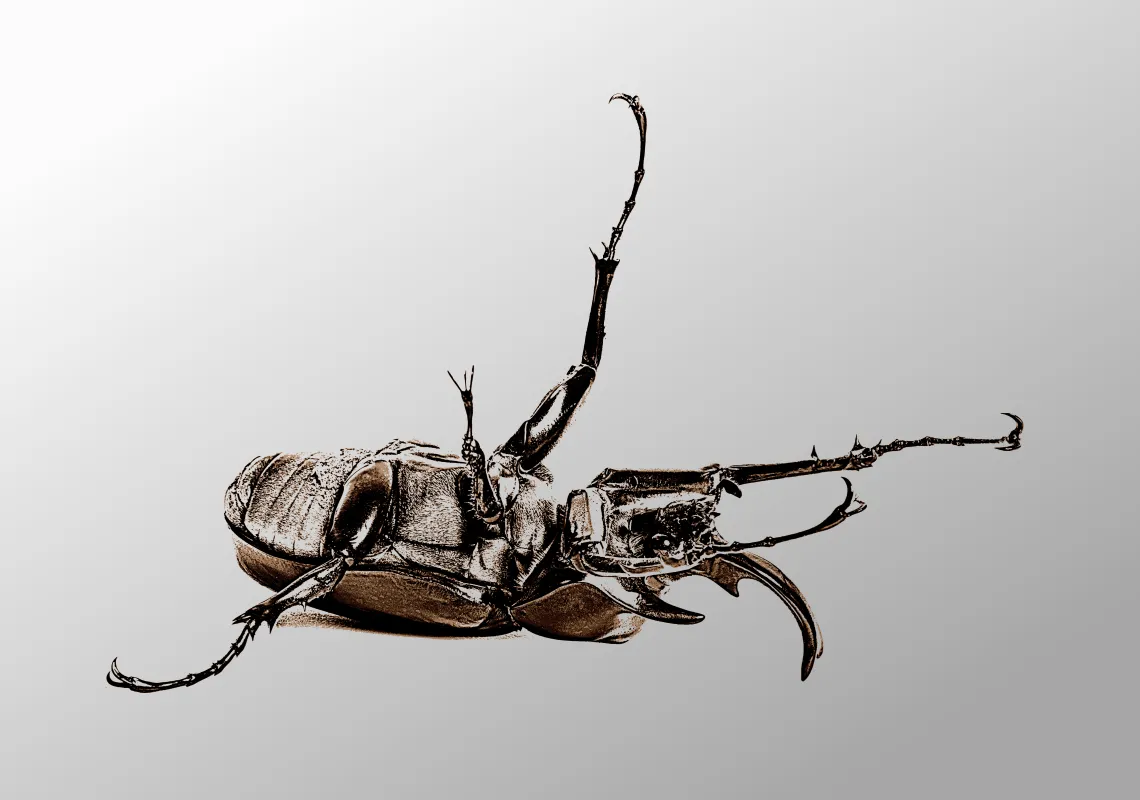 Metamorphosis Placeholder