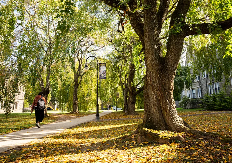 Student walking on campus under trees with golden leaves and Bryn Mawr College banner hanging on the lightpole
