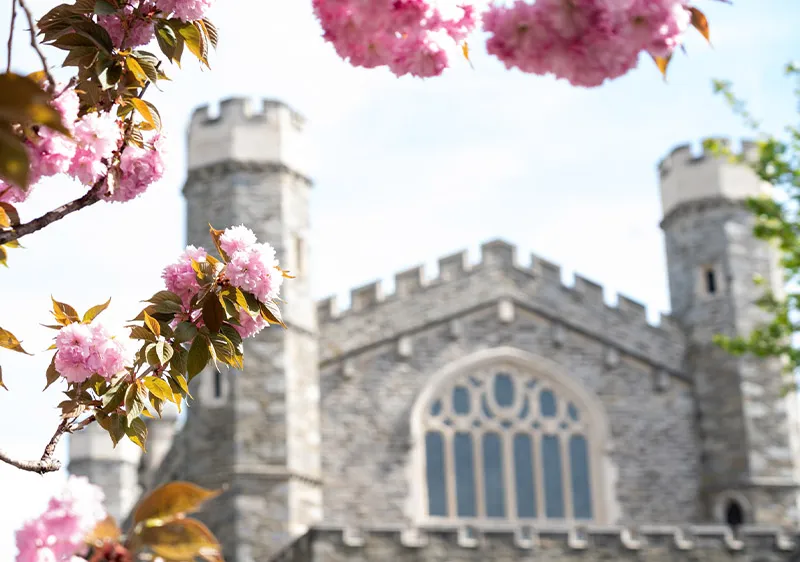 Old Library with cherry blossoms