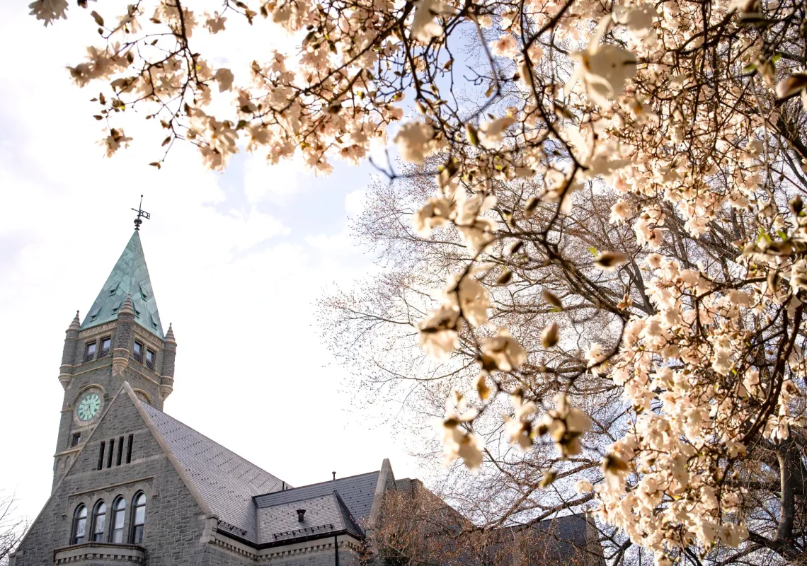 Spring Apple blossom Taylor