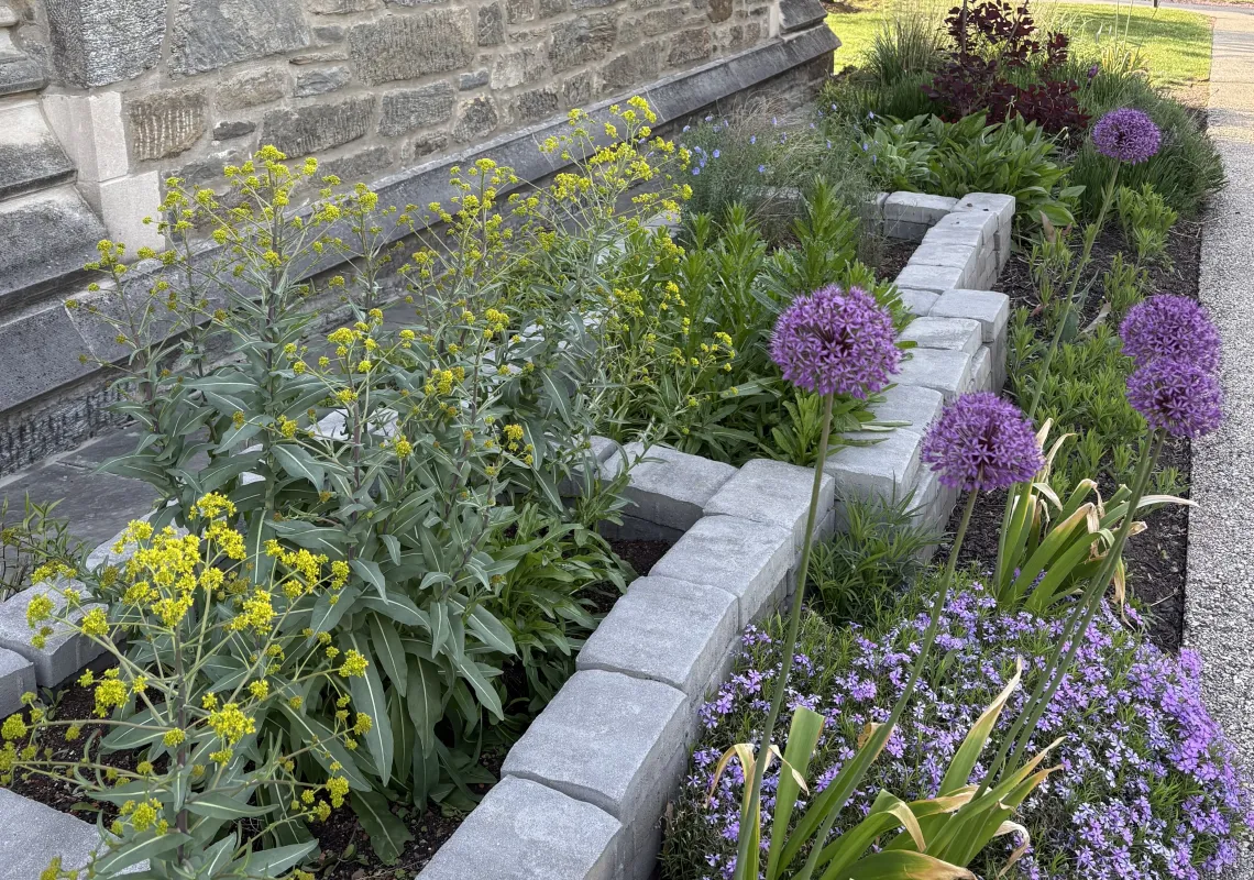 flowers and dye plants in garden