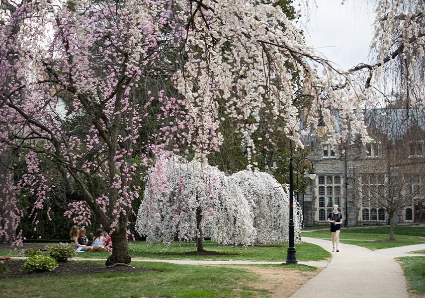 Student walking under the pink and white cherry blossom trees on campus