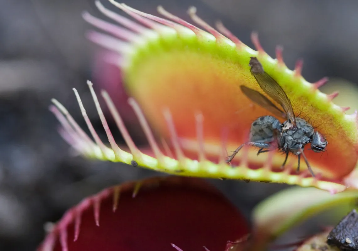 Venus flytrap 