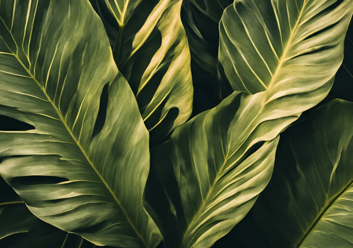 Ferns