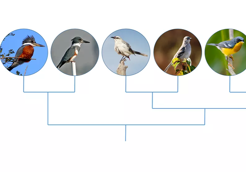 bird images