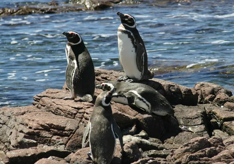 Magellanic Penguins