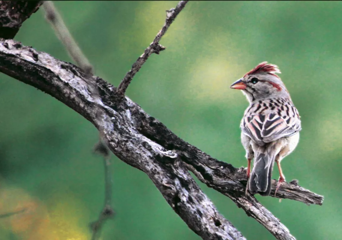 Sparrow
