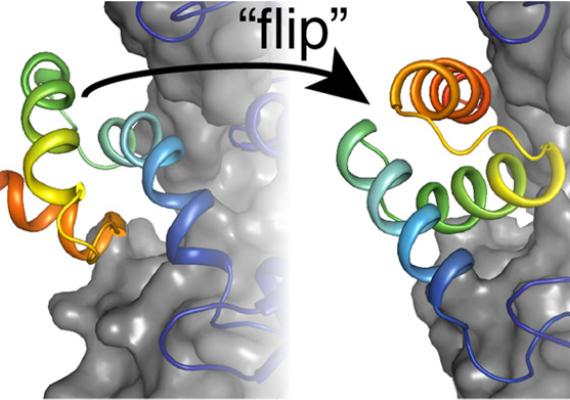 A demonstration of the flip of an HGMR enzyme