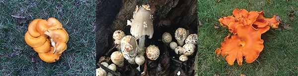 Mushrooms
