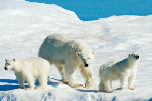Image of three polar bears