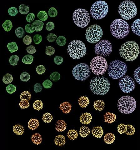 A picture of three different species of pollen grains. The upper right group of pollens is light purple, the upper left group is green, and the center bottom group of pollens is yellow-orange.