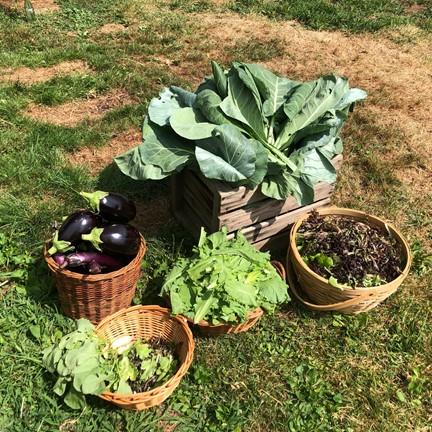 Eggplants, lettuce, and radish in baskets picked at ardmore victory gardens