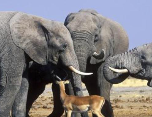 Image of three elephants