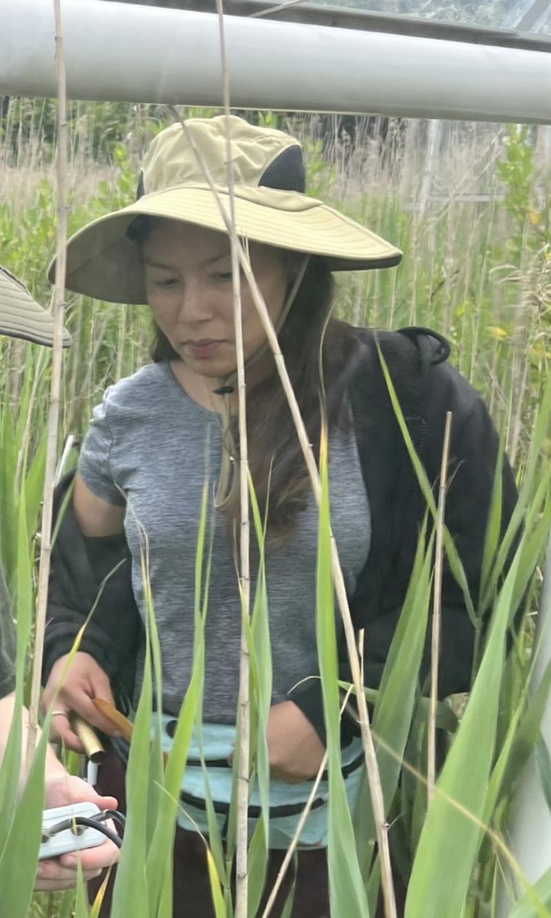 Student with a hat amongst wetland plants. 