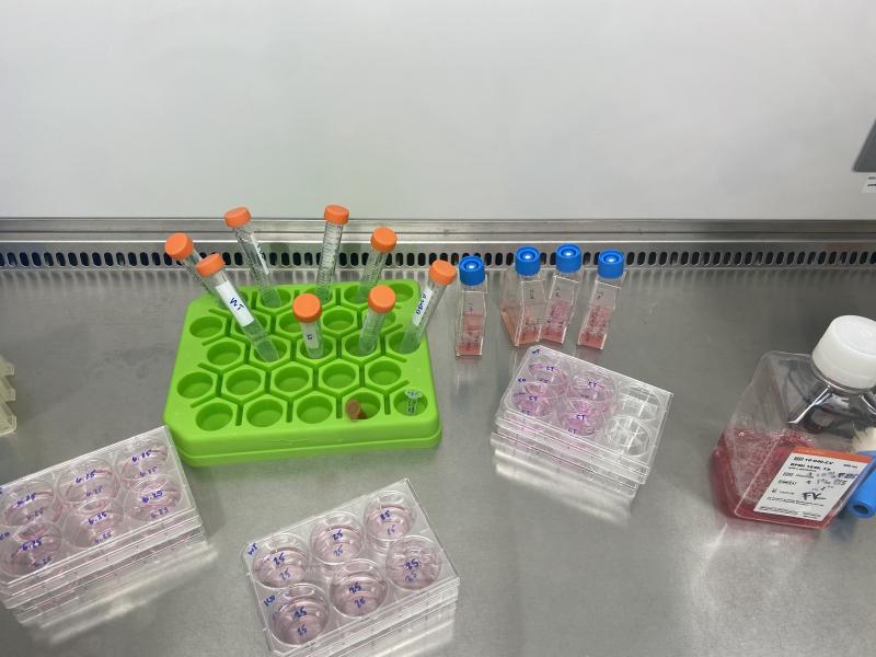 AML cell lines with drugs in a sterile biosafety cabinet. 