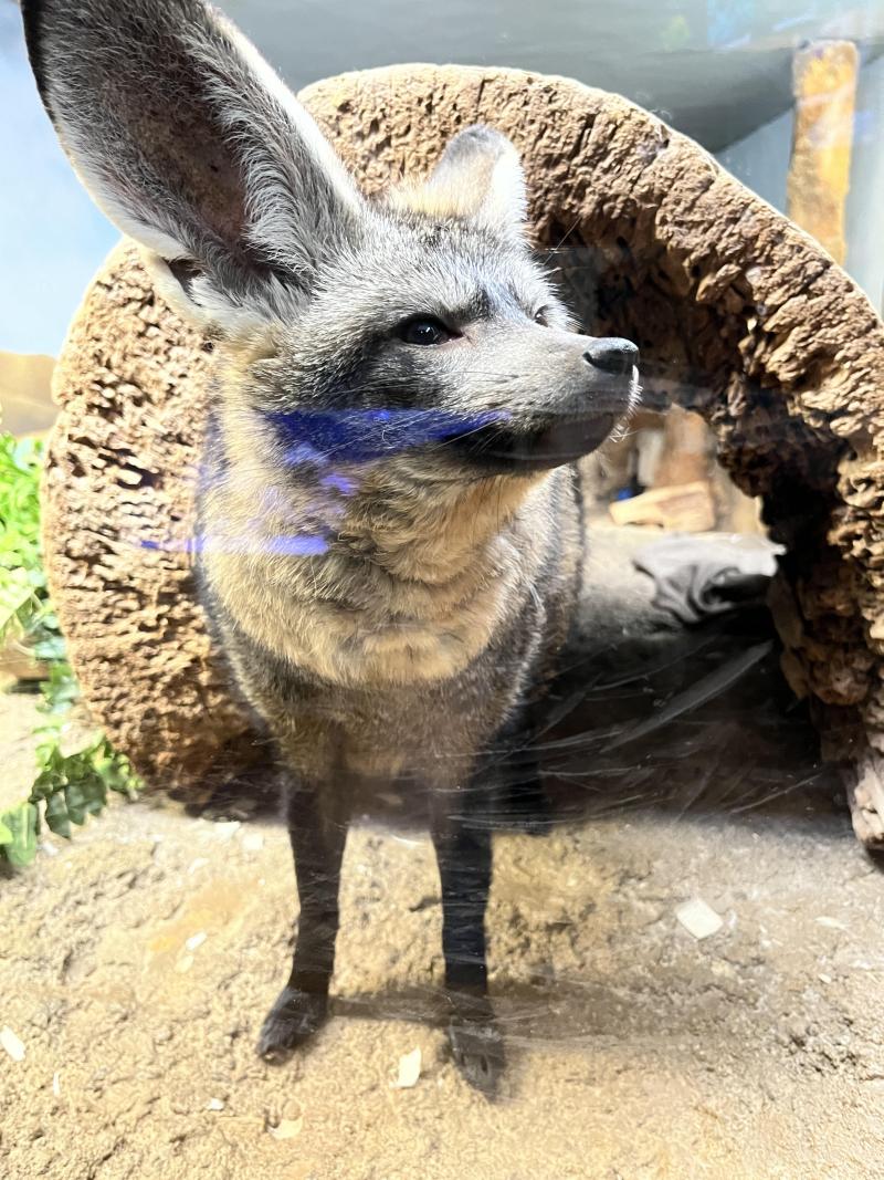 A bat-eared Fox