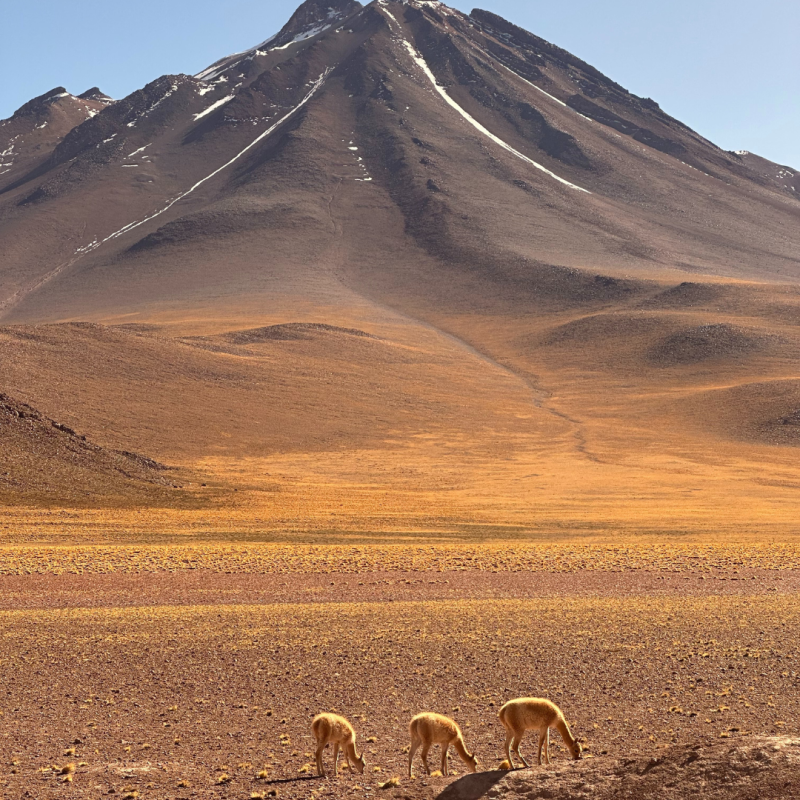 Animals grazing at the base of a mountain. 