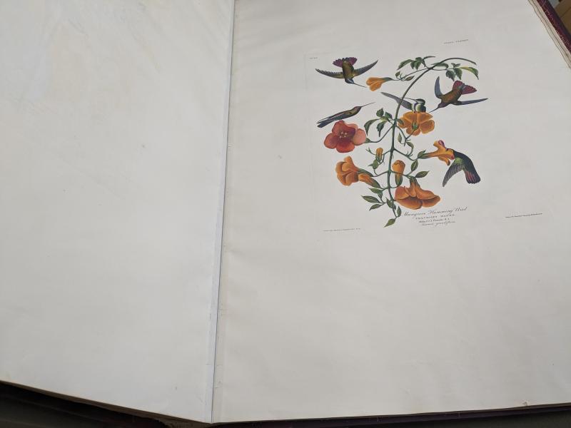 Page from Audobon's Birds of America