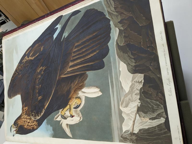 Pages from Audobon's Birds of America, a key piece of the 2024 exhibit, in conservation